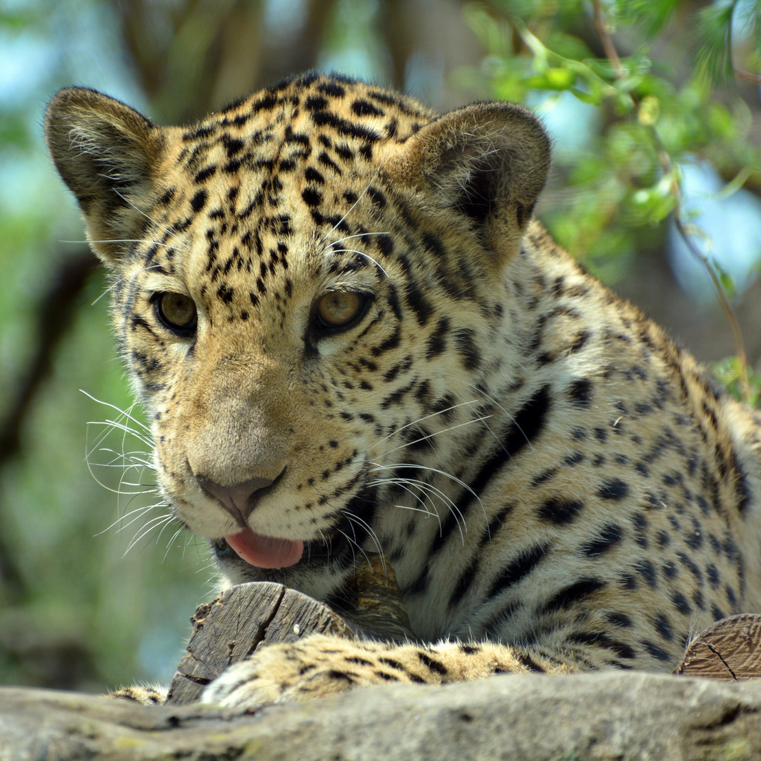 Kleiner Jaguar sitz im Blätterdickicht.