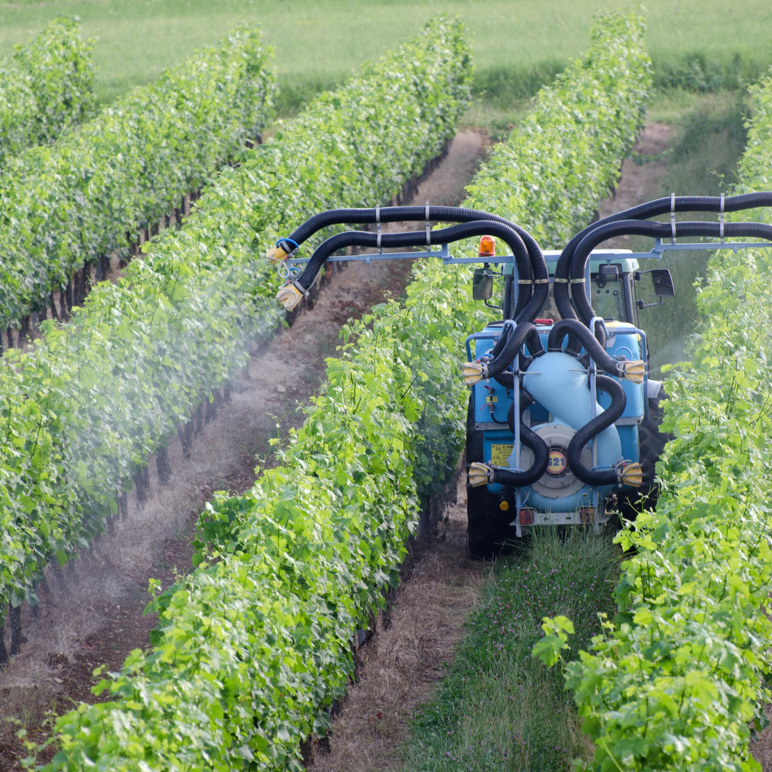 Ein Traktor versprüht Pestizide auf einem Weinfeld.