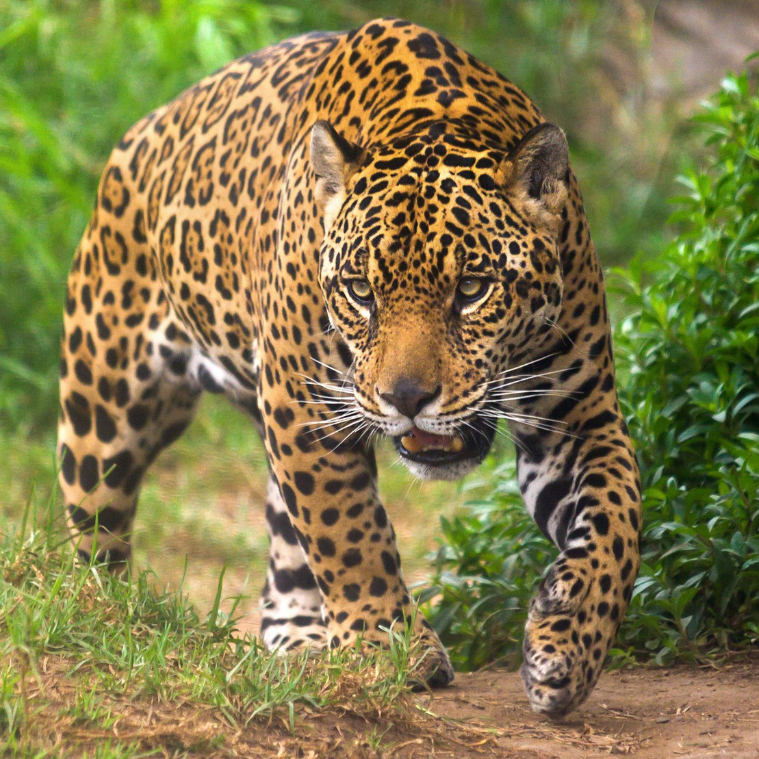 Jaguar läuft durch den Tropenwald.