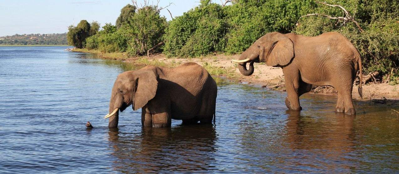 Okavango-Delta in Gefahr!