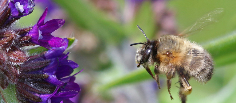 Gutes Tun und Wildbienen-Nisthilfe gewinnen!